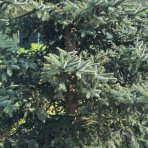 Smrek pichľavý (Picea pungens) ´GLAUCA´ - výška 80-100 cm, kont. C12L